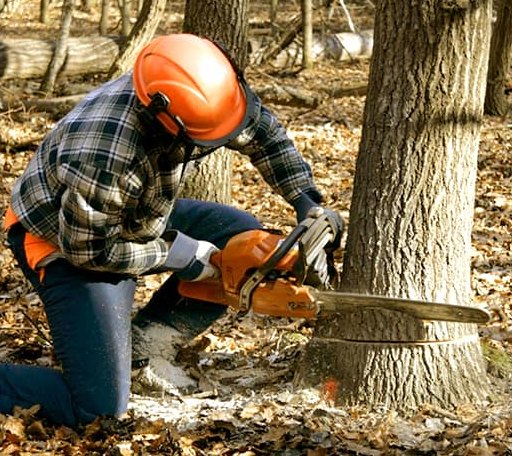 Tree Removal in Lake Toxaway, NC